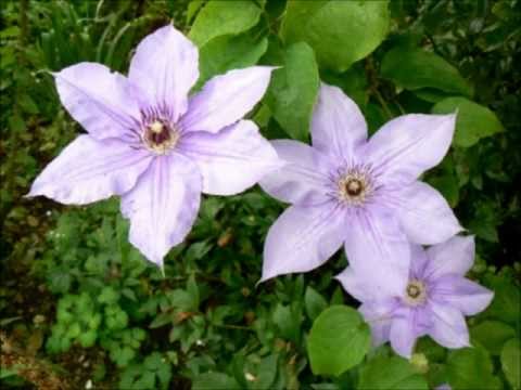 "I Remember, I Remember" by Thomas Hood