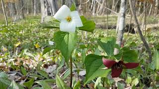 Eco-inquiry: What are these wildflowers?