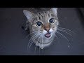 Cute Cat Is Saying Something To Me