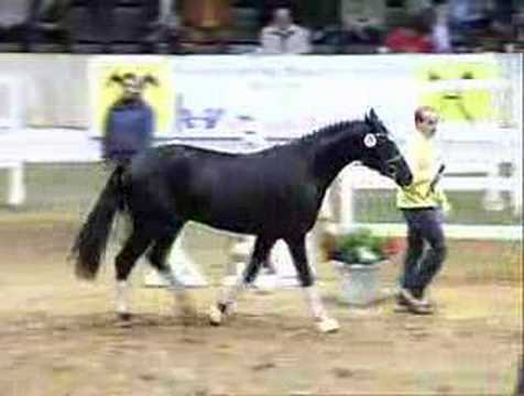 gekörter Rapphengst