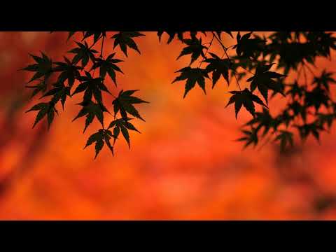 Lucadjelite: Medea (Original Mix)