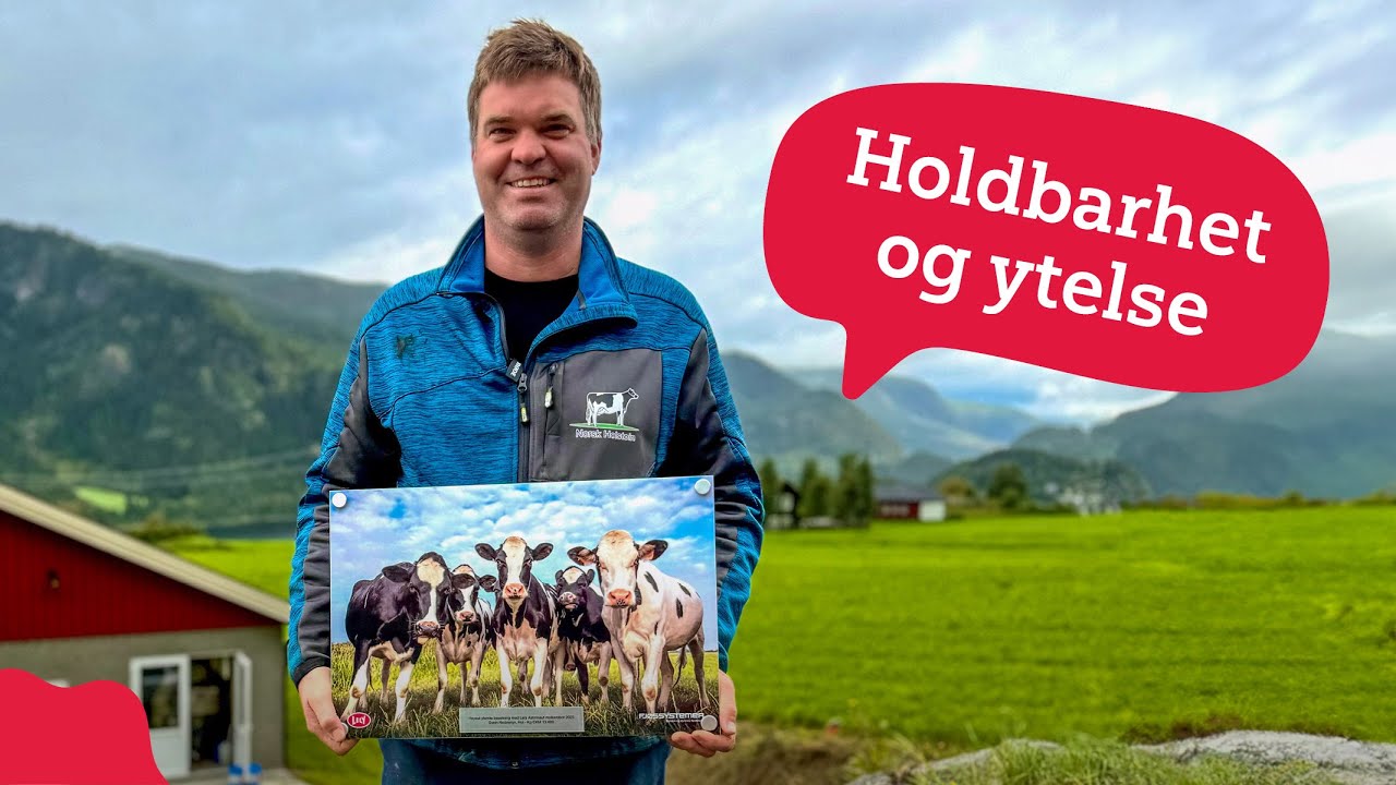 Skyhøy ytelse og holdbare kyr hos Svein Nedremyr