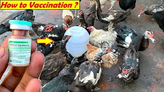 How to Vaccinate Hens ,chicks and Ducks - Prevent From GUMBORO disease - Vaccination Tips & Benefit