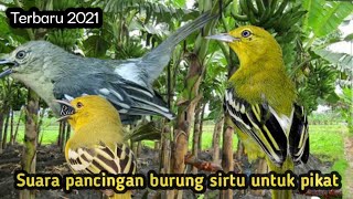 Download lagu Suara burung sirtu ribut cocok untuk pikat||mp3 mp3
