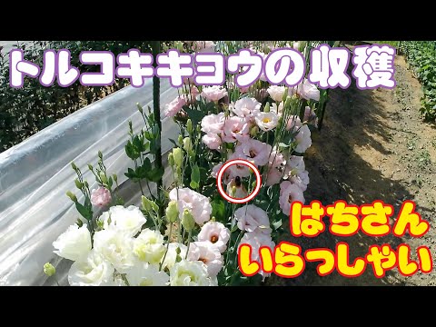 園芸 トルコヒルガオ