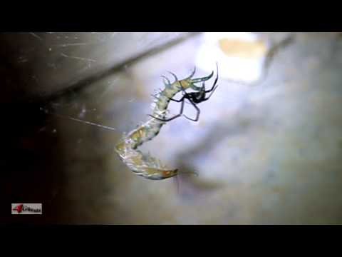 Black Widow Spider vs Tiger Centipede