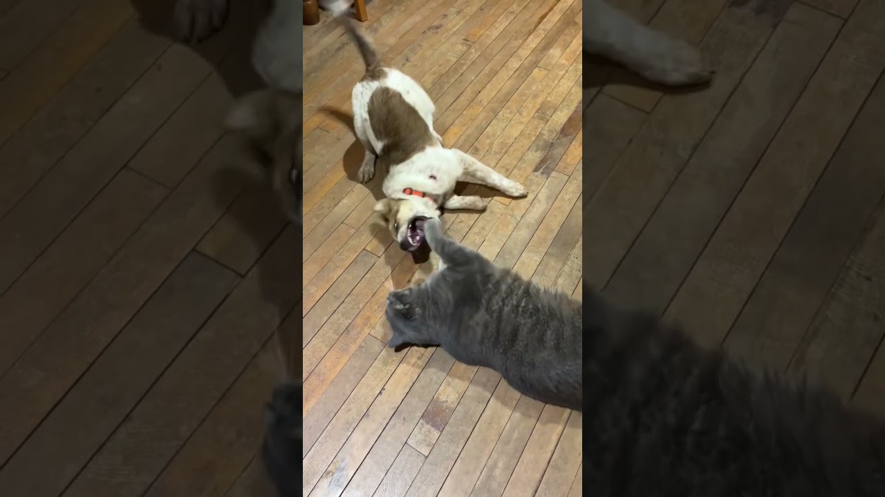 Enlarge Lloyd, a ADOPTABLE mixed breed in Minneapolis, MN video 4/4