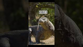 Download lagu 2023 Komodo dragon and 5000bce komodo dragon||mythical biology|| #shortvideo mp3