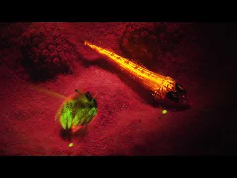 Night Sea Fluorescence