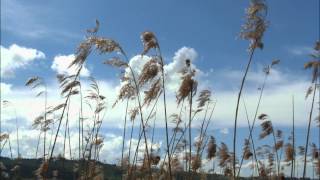 This Will Destroy You - There Are Some Remedies Worse Than The Disease