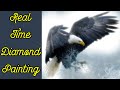 Diamond Painting Live Part 1 Eagle