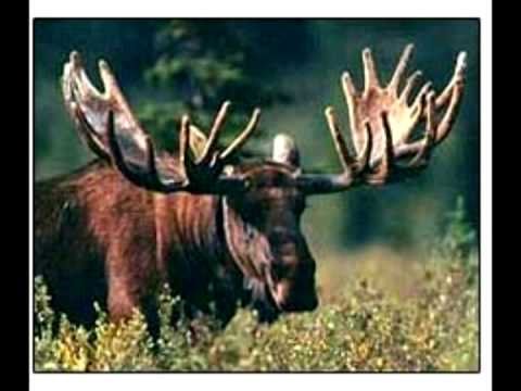The  Sarah Palin Song: Let 'Em Eat Moose