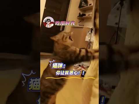 猫猫：我问你抱的是谁！谁！！#猫咪 #可爱 #搞笑 #万万没想到 #萌宠
