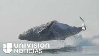 En video: El impresionante salto de una ballena fuera del agua
