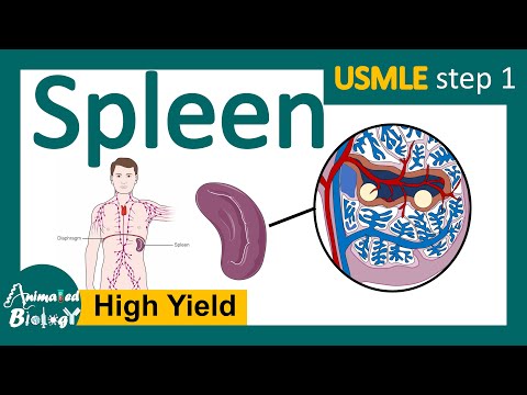 Spleen | Role of spleen in immunity | Red pulp vs white pulp | Splenomegaly | Splenectomy | USMLE