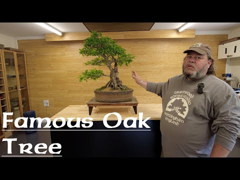 The Famous Oak Resurrected - Greenwood Bonsai