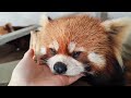 Do Red Pandas Like to Be Touched? #cute #redpanda