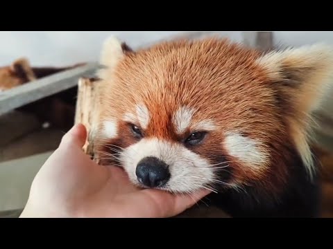Do Red Pandas Like to Be Touched? 