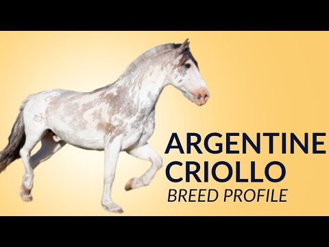 Profilo della razza del cavallo Criollo Argentino Storia - Prezzo - Caratteristiche - Addestramen...
