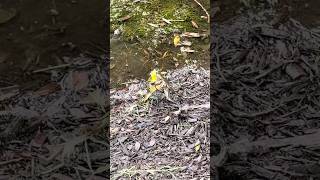 Two frogs fighting each other. #shortsfeed #viralvideo #frog #frogs #viral #fighting #fighter