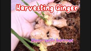 Looking For Ginger!! #garden #gingerplant #minigarden #viral #highlights
