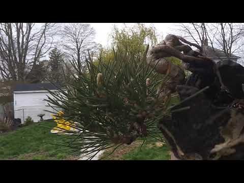 Japanese black pine April 18 2020.