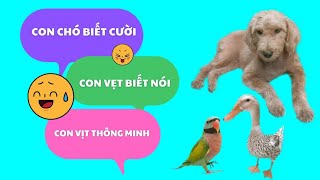 496🦜Unique laughing dog, talking parrot, smart duck, brown starling...
