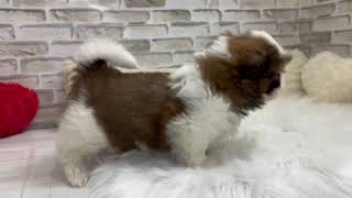 シーズーの動画01