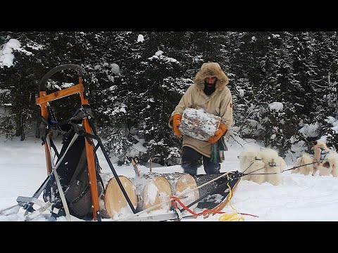 Life at my Off Grid Cabin - Hauling Firewood By Dog Team