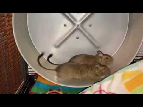 Nelson, an adopted Degu in Saint Paul, MN_image-1