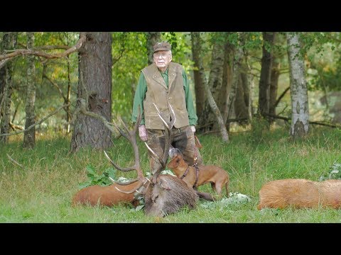 Hirschbrunft bei bestem Licht erleben!