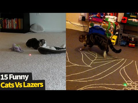 Top 15 Moments: Cats Vs Lasers