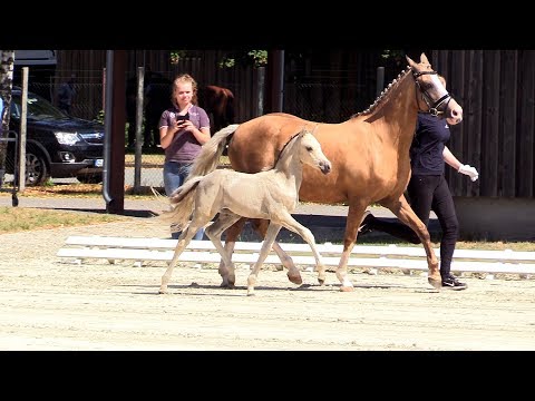 Nr 33 DOOLEYS WHITE CHOCOLAT - SF von D Power AT -  Prince Perfect