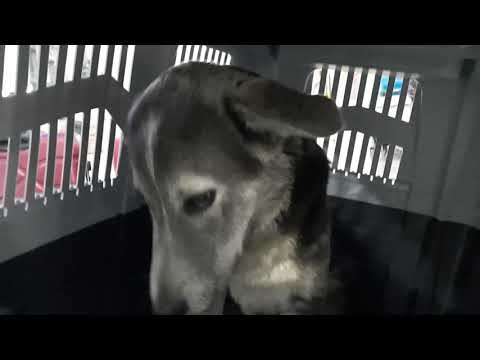 خداحافظی در فرودگاه با پسرِخوشگله دهکده سزار 👋😍goodbye Sami