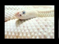 Dream - the white snake 