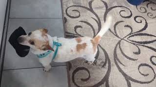 Video preview image #1 Chihuahua-Unknown Mix Puppy For Sale in Arcadia, FL, USA