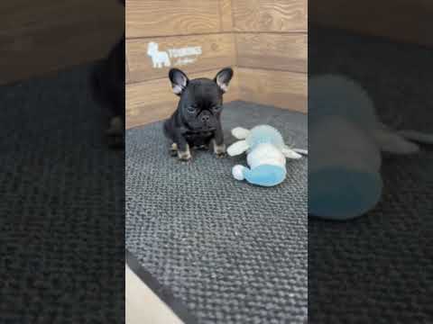Video 2