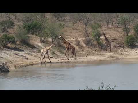 Djuma: Group of Giraffes feeding and drinking at the dam - 13:05 - 09/10/2023