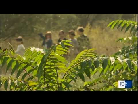 tgr puglia 24 01 2018 edizione delle 19:30