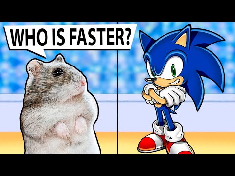 We created a maze for hamsters based on the game Sonic | Hedgehog Sonic