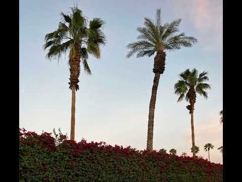 [FFNP] Yn Jay x ASM Bopster x est0 Type Beat "BigTree" (Prod.est0)