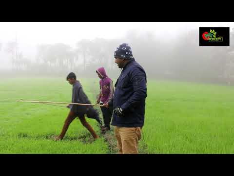 তীব্র ঠান্ডা ও কুয়াশায় ধানের বীজ তলার পরিচর্যা