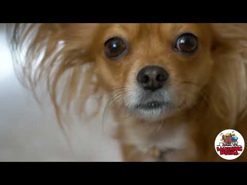 Jay Hickman - "Fear of Chihuahuas"