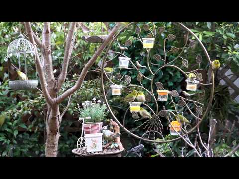 庭の知識: ヘビーフィーダー 庭の練習