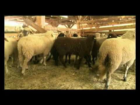 Genuss Region Osttiroler Berglamm