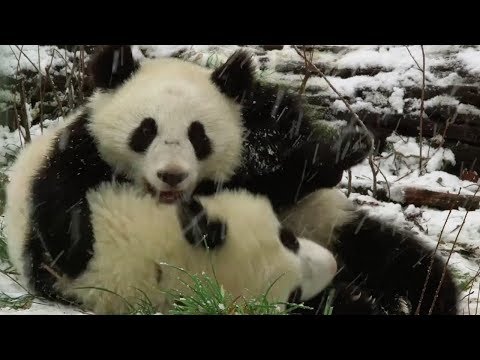Arab Today- Playful panda twins enjoy first snowfall