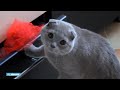 70 minuten kattenfilmpjes kijken in bios: 'Krijg er geen genoeg van'  - RTL NIEUWS