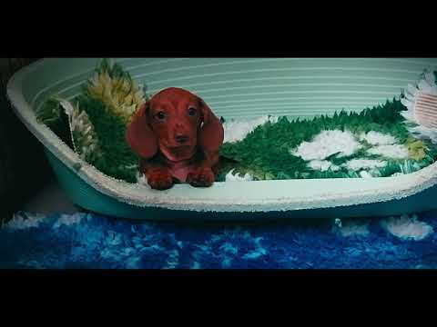 Dachshund puppy for sale