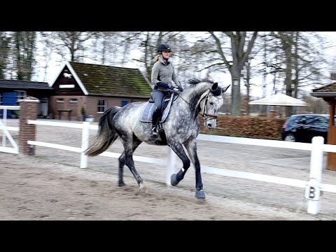 Vom Monsterpferd zum Charming Boy - Wieder Freude am reiten mit traumatisiertem Dressurpferd
