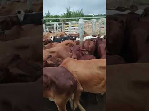 FEIRA DO GADO EM CIPÓ BA
